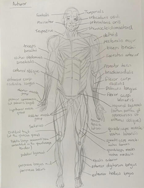 Anterior Muscular System - Graphite