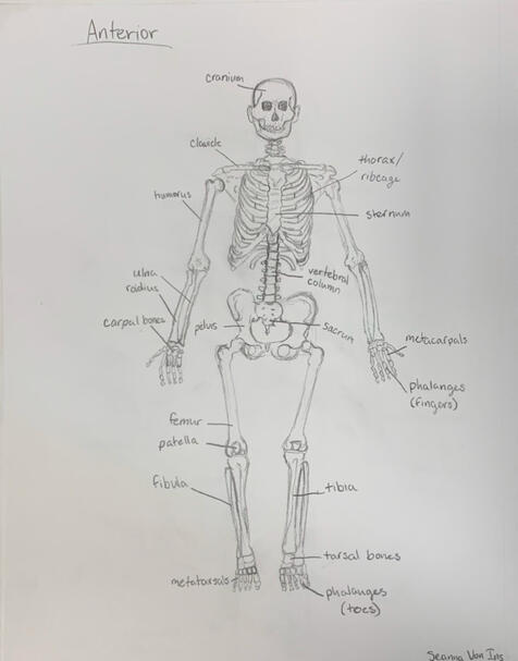 Anterior Skeletal System - Graphite