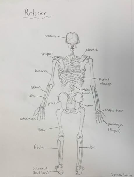 Posterior Skeletal System - Graphite