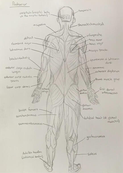 Posterior Muscular System - Graphite